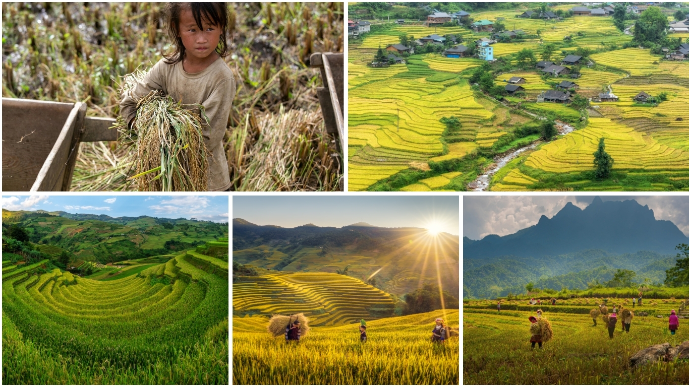 Ha Giang village terraces mixing green and gold during September harvest