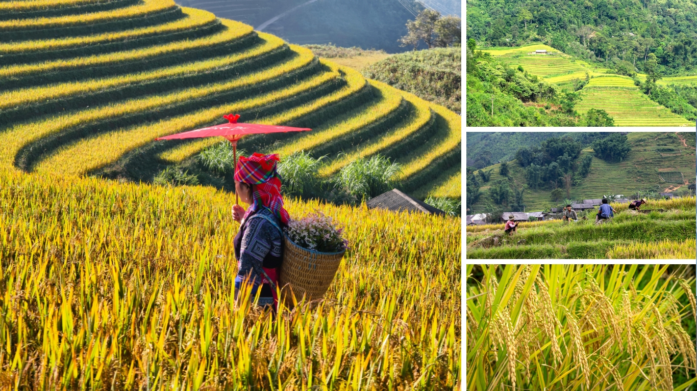 Sapa rice terraces turning golden in September with local farmers harvesting